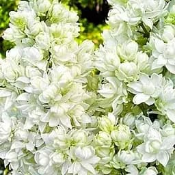 Бузок 2-х річний білий Леся Українка, С1.5 (155559) 1 саджанець в упаковці