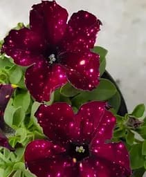 Петунія Agro-Market Alpetunia Burgundy Sky 1 саджанець в упаковці