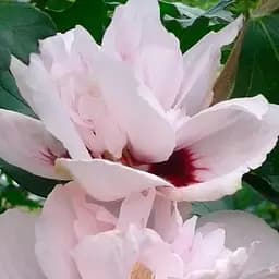 Саджанець Agro-Market Гібіскус деревовидний махровий Lady Stanley (48781)