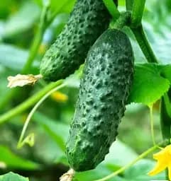 Семена Весна на развес Огурец Барабулька F1 цена за 1 г (183859)