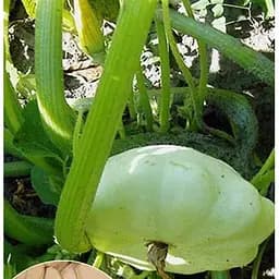 Насіння Весна на вагу Патісон Диск ціна за 5 г (22293)