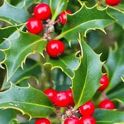 Саджанець Agro-Market Падуб гостролистий (Ilex aquifolium) вазон Р9 (178885)