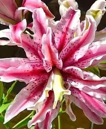 Луковица Agro-Market Лилия Махровая Lilac Cloud 1 шт. в упаковке (61621)