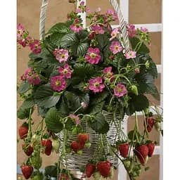 Саджанець Agro-Market Полуниця ампельна Роман (Roman) (ремонтантний сорт з яскравим ананасним ароматом) 1 саджанець (51891)