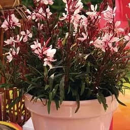 Гаура lindheimeri "Medium Pink" (вазон С1.5 ефектний багаторічник) (189495) 1 саженец