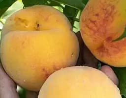 Саджанець Agro-Market Персик T-1 Вулкан (39947) 1 шт. в упаковці