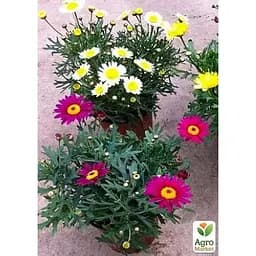Саджанець Agro-Market Аргірантемум Dana (контейнер № 10 висота 15 см) (47991) 1 шт. в упаковці - мініатюра 2