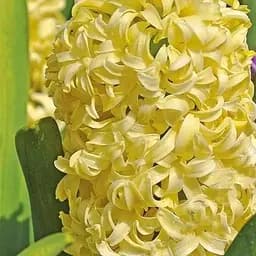 Гиацинт "City of Haarlem" (размер 14/15, большой) 2 шт (17238)