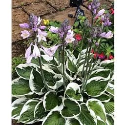 Луковица Agro-Market Хоста гибридная Patriot С3 (182232) 1 шт.