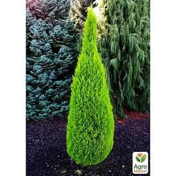 Саджанець Agro-Market Кипарисовик Goldcrest Wilma (Pyramide) висота 30-45см (63183) - мініатюра 2