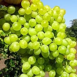 Саджанець Agro-Market Виноград Коктейль (кишміш раннього терміну дозрівання) 1 шт. в пакуванні (101868)