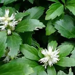 Саджанець Agro-Market Пахісандра Green Carpet С3, висота 15-25см (101969)