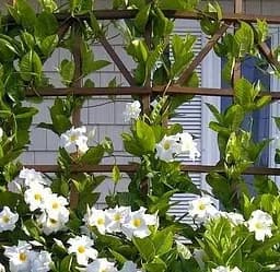 Саджанець Agro-Market Дипладенія (Mandevilla) Pearl (квітуча ліана) (71576) 1 шт. в упаковці