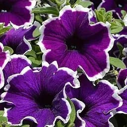 Петунія Picoty "Frost Velvet" (контейнер №10 висота 10-15см) (50375) 1 саженец