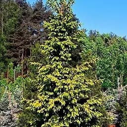 Ель сербская Agro-Market Aureа ком/сетка высота 140-160 см 188445 1 саженец в упаковке