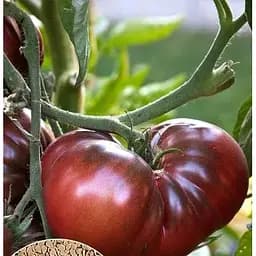 Семена Весна на развес Томат Микадо черный цена за 1 г (35733)