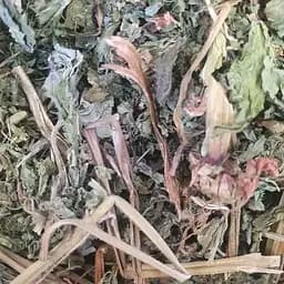 100 г яснотка белая/крапива глухая трава сушеная - свежий урожай