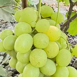 Саженец Agro-Market Виноград кишмиш Ленд Крузер (Land Cruiser сорт селекции США) 1 шт.