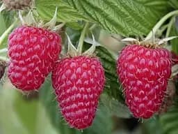 Саджанець Agro-Market Малина червона Космічна (Space) преміальний морозостійкий, ремонтантний сорт) 2шт 2 шт. в пакуванні (51175) - мініатюра 2