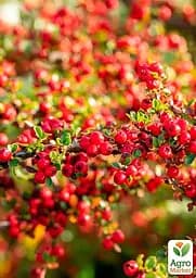 Саджанець Agro-Market Кизильник горизонтальний медоносний Joseph Decaisne (177552) - мініатюра 4
