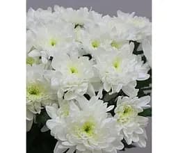 Саджанець Agro-Market Хризантема кущова середньоквіткова Aurelio (112814) 1 шт. в упаковці