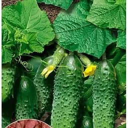 Насіння Весна на вагу Огірок Лазурит ціна за 1 г (35742)