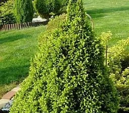 Саджанець Agro-Market Ялина Коніка (жива ялинка в горщику, висота 90-110 см) 1 шт. в упаковці (71553)