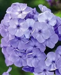 Саженец Agro-Market Флокс многолетний Blue Paradise 1 шт. в упаковке (176314)