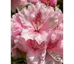 Саженец Agro-Market Рододендрон гибридный 2-х летний Virginia Rishard С1.5 высота 25-40 см (183555) 1 шт. в упаковке