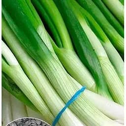 Насіння Весна на вагу Цибуля На зелень ціна за 3 г (22093)