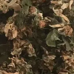 100 г груша цвет сушеный - свежий урожай