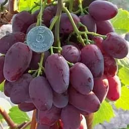 Саженец Agro-Market Виноград Румейка (надранная, очень большая кисть) 1 шт. в упаковке (153790)