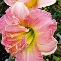 Лилейник "Lacy Doily" 1 шт (20843)