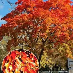 Клен 3-х летний Agro-Market Бургера Acer Buergerianum С1.5 высота 60-90см 189119 1 саженец в упаковке