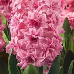 Саженец Agro-Market Гиацинт махровый Spring Beauty 2 шт.