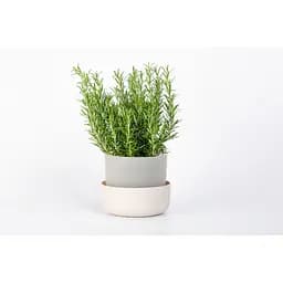 Вазон із піддоном Plastia Tolita, 1,3 л, коричневий (1707281607) - мініатюра 8