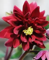 Саджанець Agro-Market Аквілегія махрова Ruby Port 1 шт. в упаковці (19388)