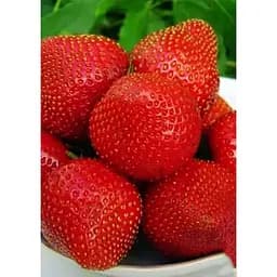 Саджанець Agro-Market Полуниця темно-вишнева Прикраса саду (Decorating the garden) 5шт (преміальний високоврожайний сорт) (44709)