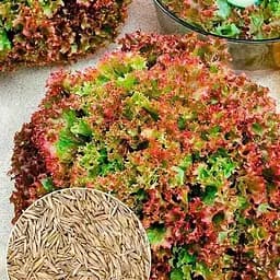 Семена Agro-Market Салат Княжич на вес цена за 3 г (177353)