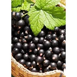 Саджанець Agro-Market Смородина чорна Бен Тіран (Ben Tirran) (пізній термін дозрівання) 1 шт. в упаковці (46288)