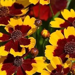 Кореопсис мутовчастий "Firefly" (багаторічний морозостійкий) (189528) 1 саженец