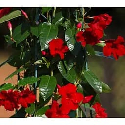 Саджанець Agro-Market Дипладенія (Mandevilla) Verona (квітуча ліана) (184316) 1 шт.