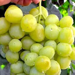 Саженец Agro-Market Виноград Первозванный (ранний срок созревания, устойчивый сорт не восприимчив к болезням) 1 шт. в упаковке (25525)