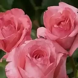 Роза чайно-гибридная Agro-Market Ленний саженец класса АА+ высший сорт 1 шт. в упаковке (24765)