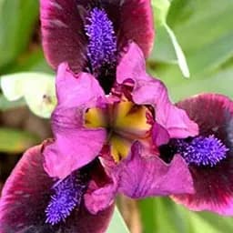 Саджанець Agro-Market Ірис карликовий Pumpin Iron  1 шт.