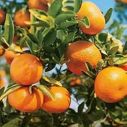 Саджанець Agro-Market Мандарин Клементін (35907) 1 шт. в упаковці