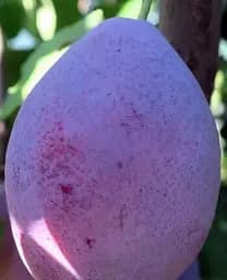 Саджанець Agro-Market Слива Улюблениця Султана (літній сорт, середній термін дозрівання) (39988) 1 шт. в упаковці - мініатюра 2