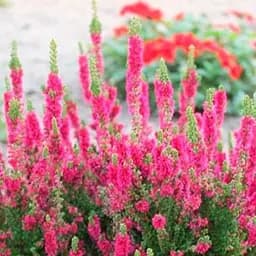 Саджанець Agro-Market Верес звичайний Amethyst (53464)