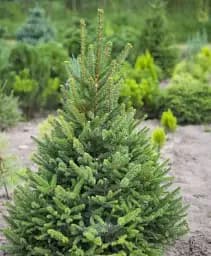 Саджанець Agro-Market Ялина звичайна європейська (Pícea ábies) (від 100 до 125 см) 1 шт. в упаковці (182972)