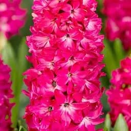 Гіацинт "Scarlet Pearl" (186359) 2 шт